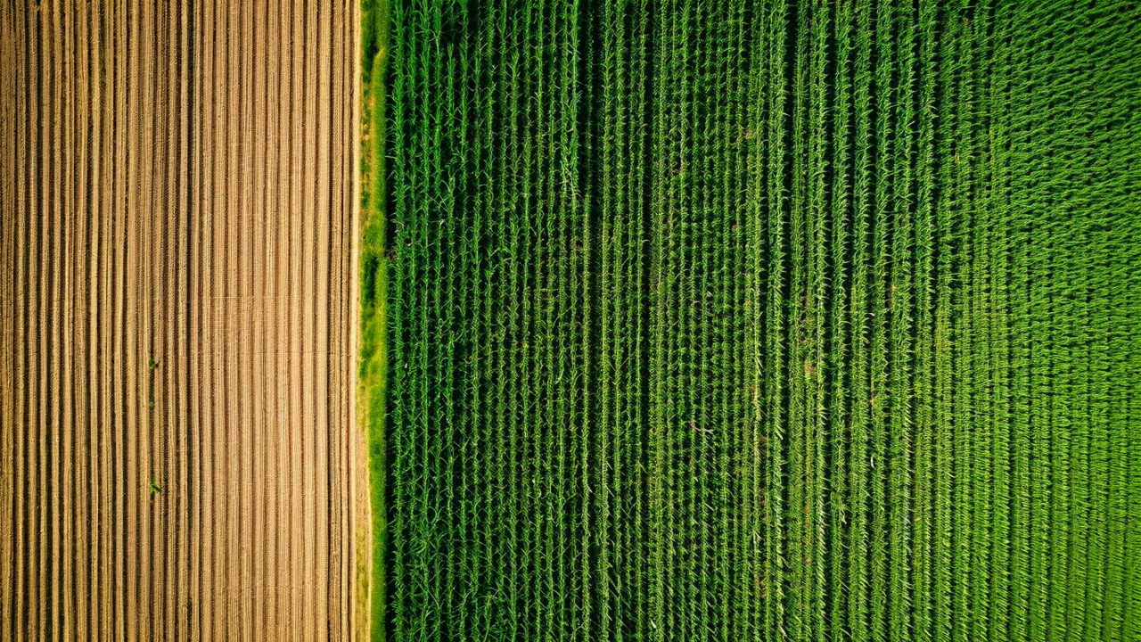 Satellite field view -  placeholderMulti-spectral crop health imagery